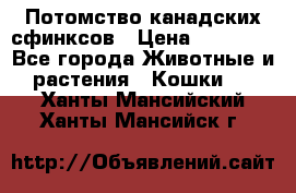 Потомство канадских сфинксов › Цена ­ 15 000 - Все города Животные и растения » Кошки   . Ханты-Мансийский,Ханты-Мансийск г.